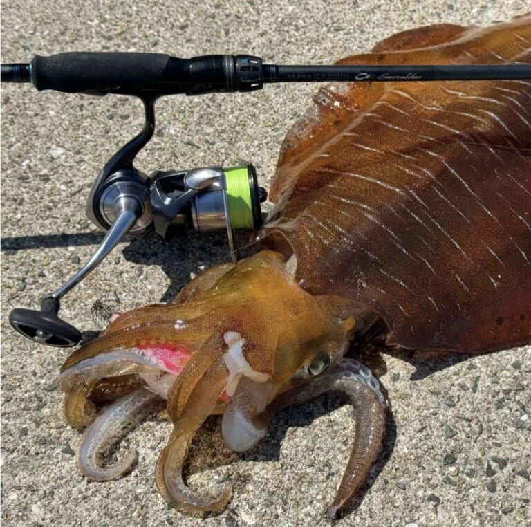 こりゃ欲しくなるわ…】品切れ続出のエギングロッド『24エメラルダスAIR