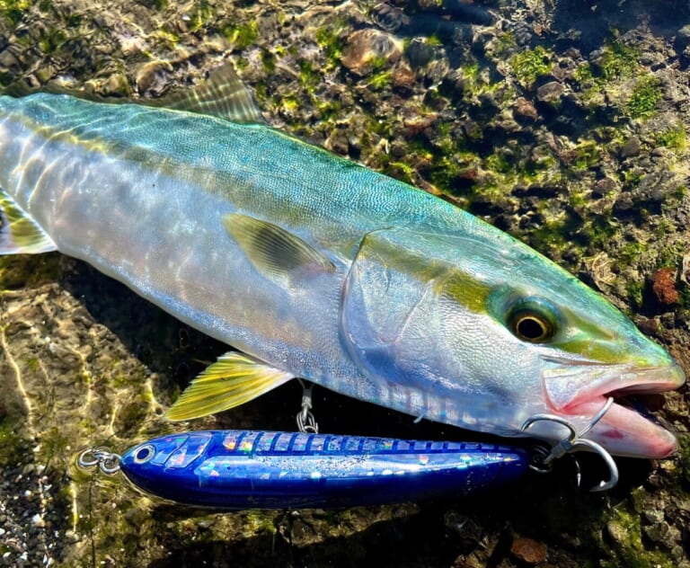 今がチャンス!ビギナーでも楽しめるショア青物ゲーム! マリアおすすめ