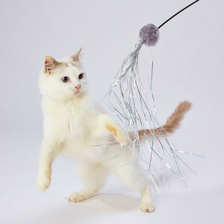 10%OFF！猫の日特集】猫用おもちゃ necoco ネココ BLACK TACT