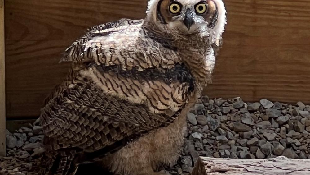 Fledgling owlet joins family of birds at Shaver's Creek