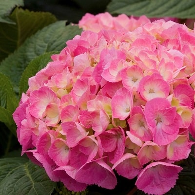 2021年新品種 | PROVEN WINNERS (PW)【植物の国際ブランド】