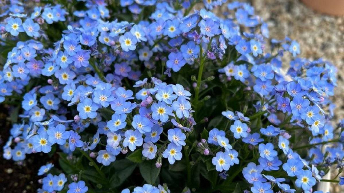 ミオソティス ミオマルク（勿忘草） | PROVEN WINNERS (PW)【植物の