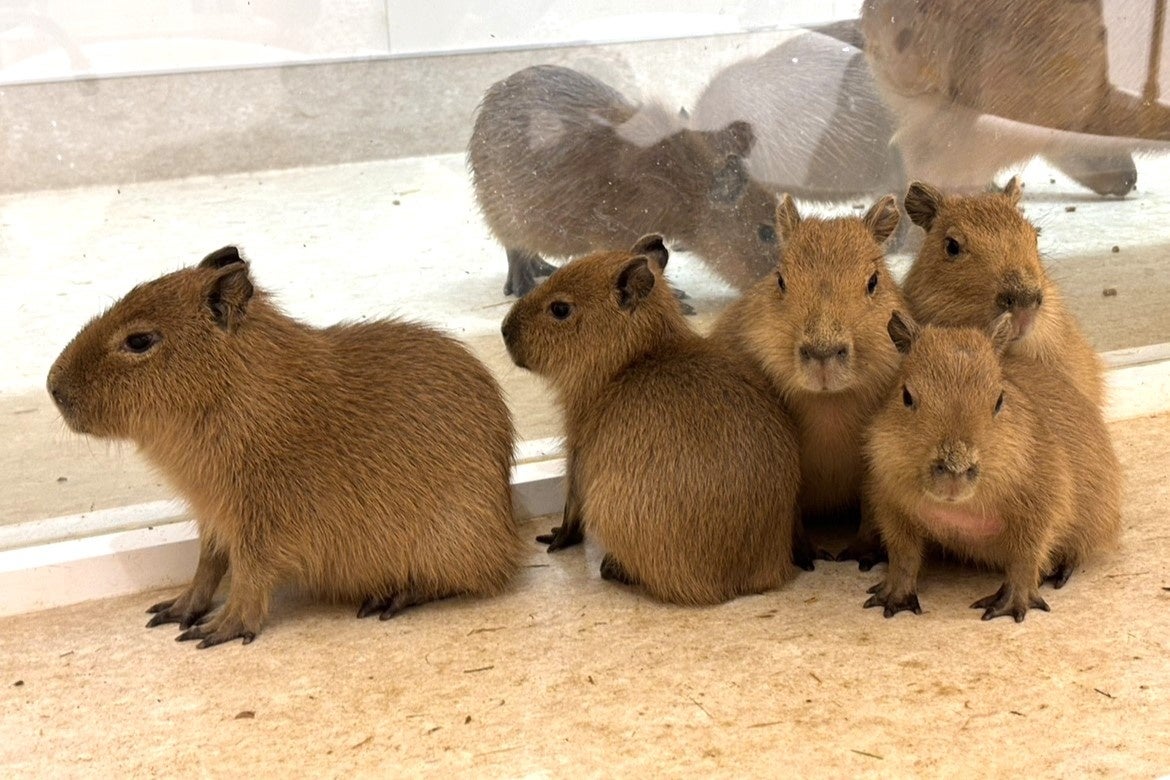 屋内型ふれあい動物園「アニタッチ ららぽーと名古屋みなとアクルス