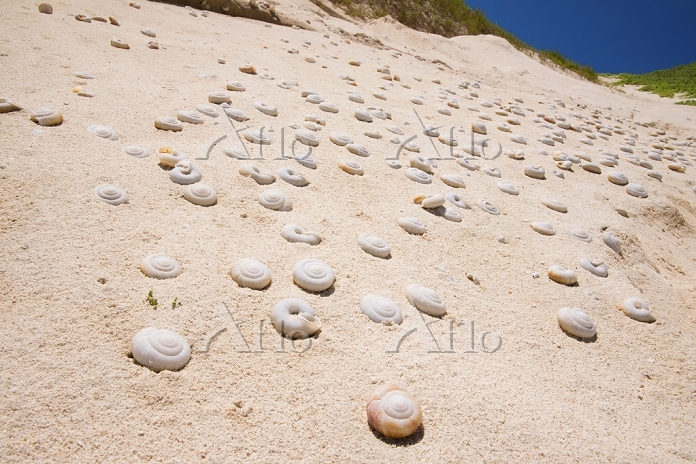 小笠原諸島の南島 ヒロベソカタマイマイ化石 [20405089]の写真素材