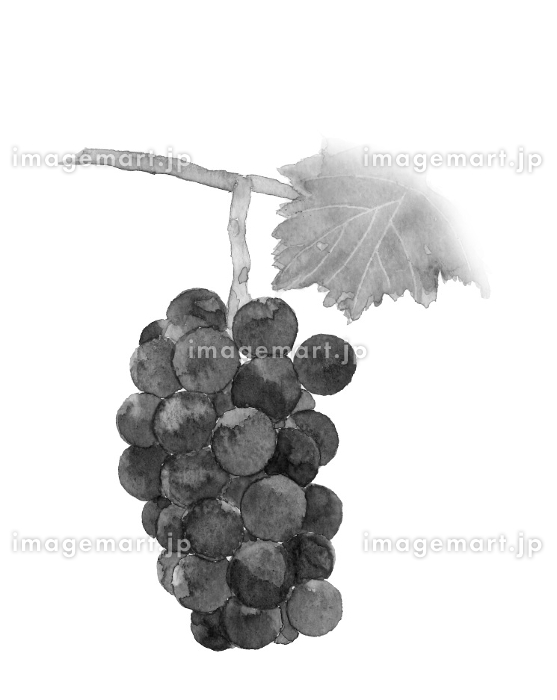 水墨画風水彩で描いたぶどう（オーロラブラック）のモノトーンイラスト