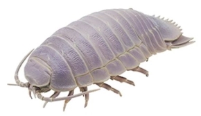 グソクたんリアルだわー！ 「ネイチャーテクニカラー」シリーズより