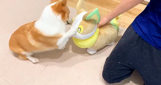 コーギー「わーい、僕のお友達だー！」 自分にそっくりなポケモンの