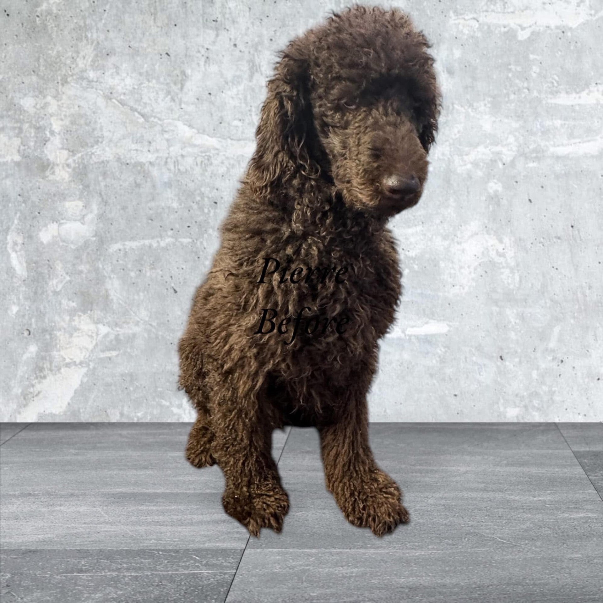 Pennys Pet Grooming/ about