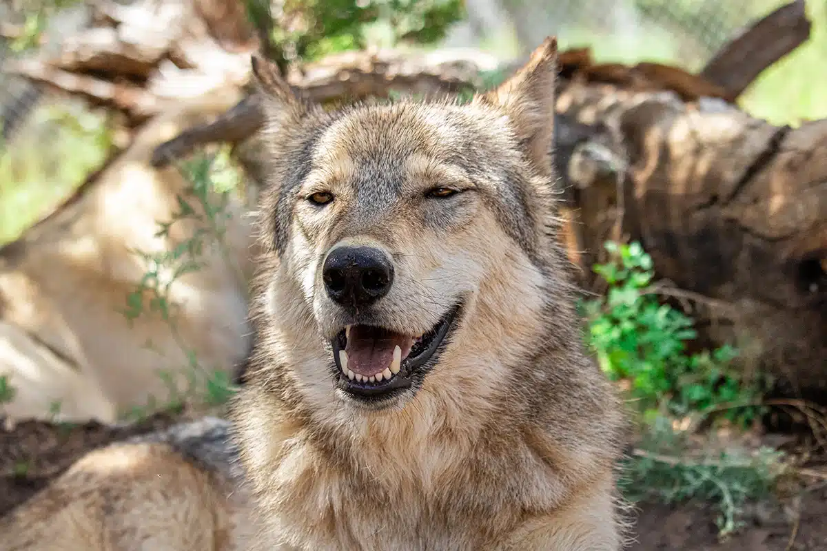 Octavia | Wild Spirit Wolf Sanctuary