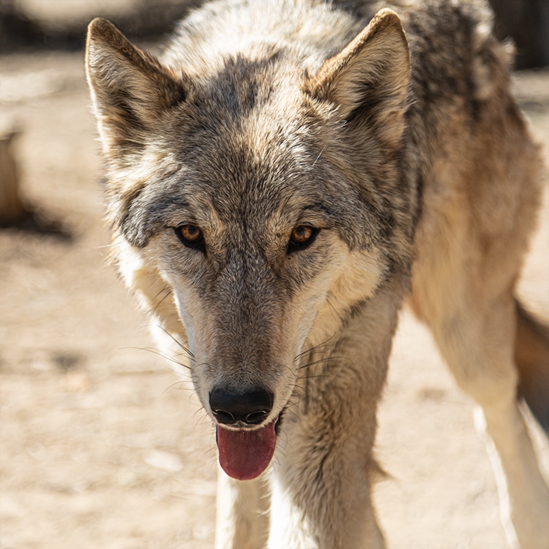 Octavia | Wild Spirit Wolf Sanctuary