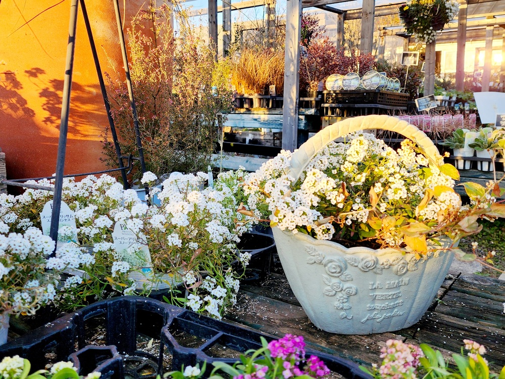 久喜市菖蒲町】花と緑に癒される「ガーデンプレイス花のワルツ」｜季節