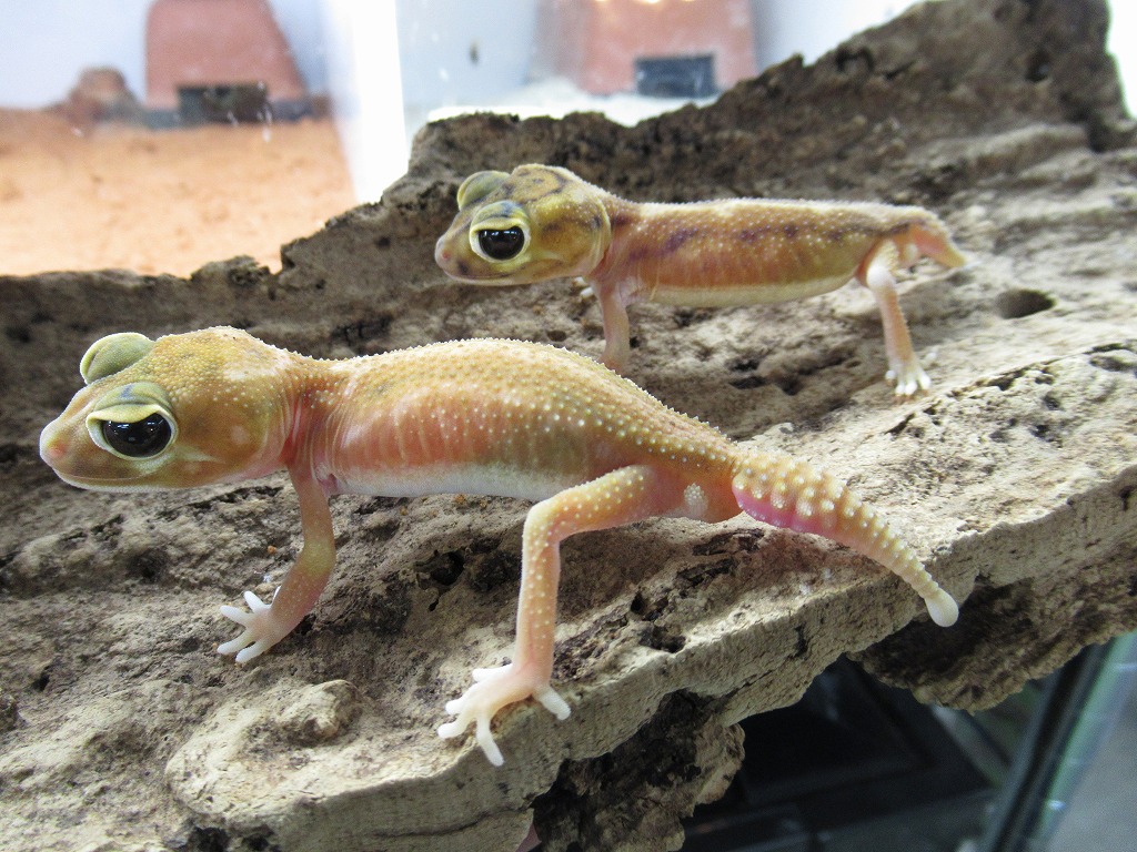 ヤモリ新着改めて紹介！ランドゲッコウ色々！！＠みなとペポニ