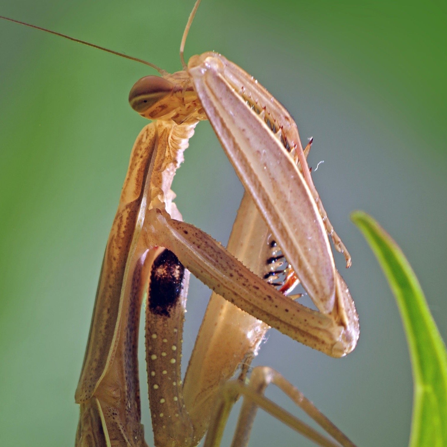 Chinese Praying Mantis L6-L7 – Reptanicals