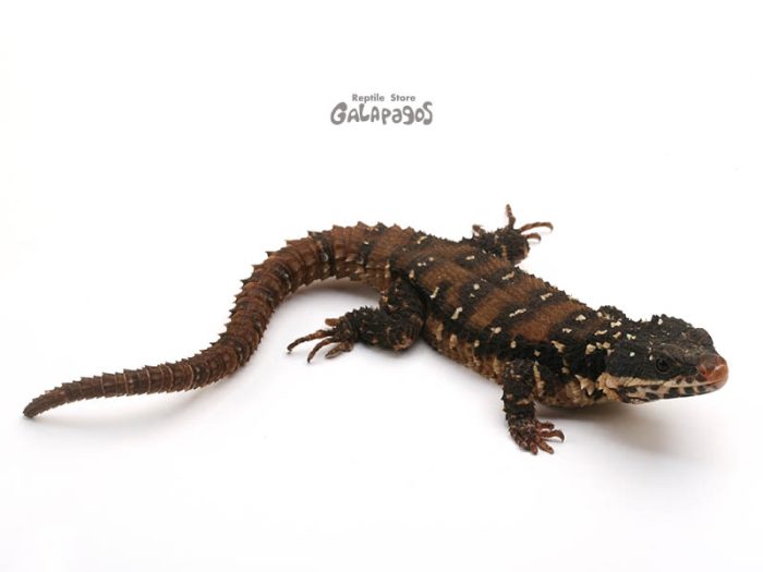 サイトが復活したんだけど… | レプタイルストア ガラパゴス