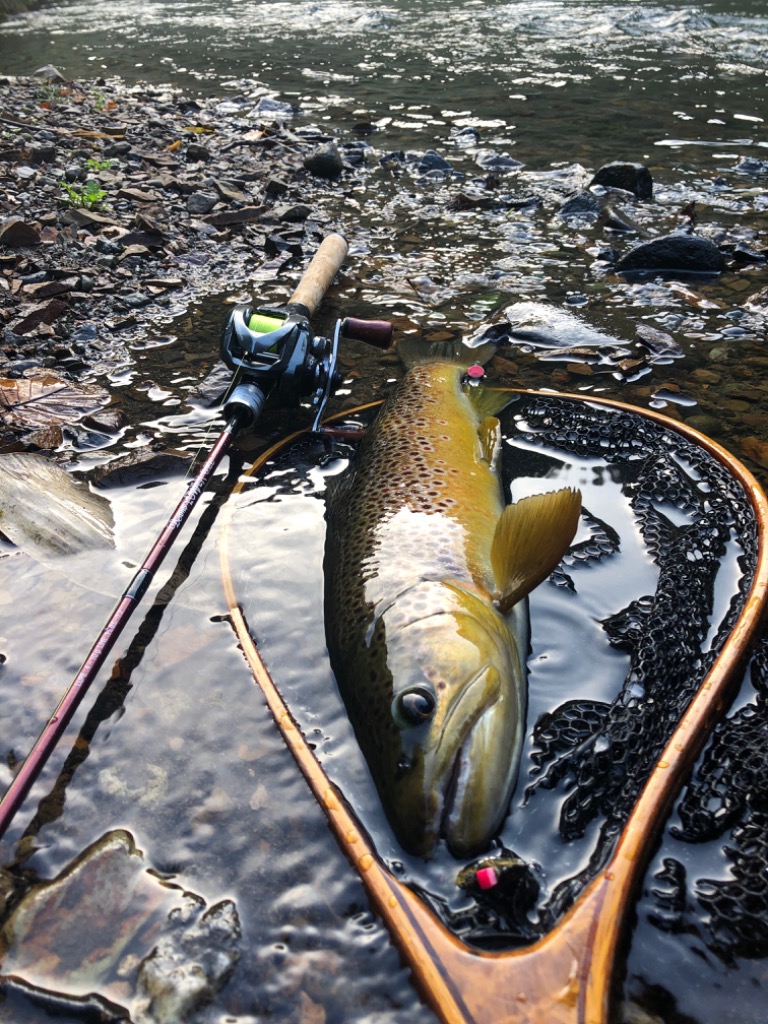 Fishman Fishman ビームス ローワー 6.2L FB-62L トラウトロッド - 最