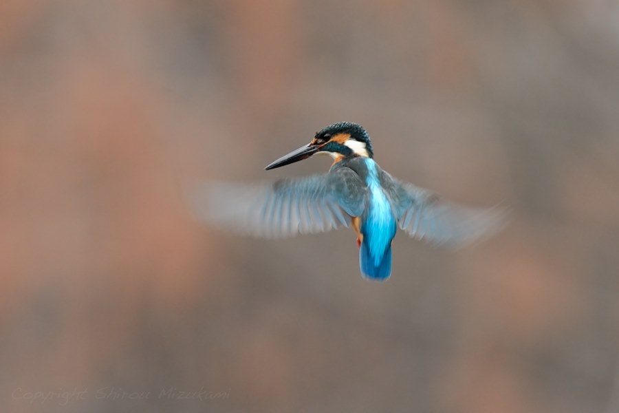 野鳥撮影にも使える名レンズ』 ニコン AF-S NIKKOR 300mm f/2.8G ED VR