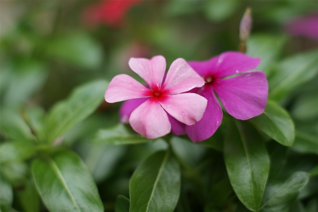 SONY DT 50mm F1.8 SAM SAL50F18 厦門人さんのレビュー評価・評判