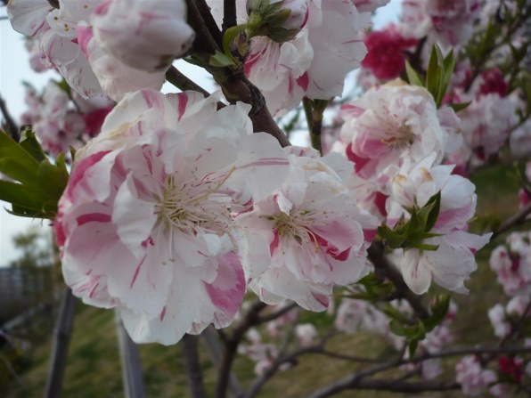 パナソニック LUMIX DMC-FS1投稿画像・動画 - 価格.com