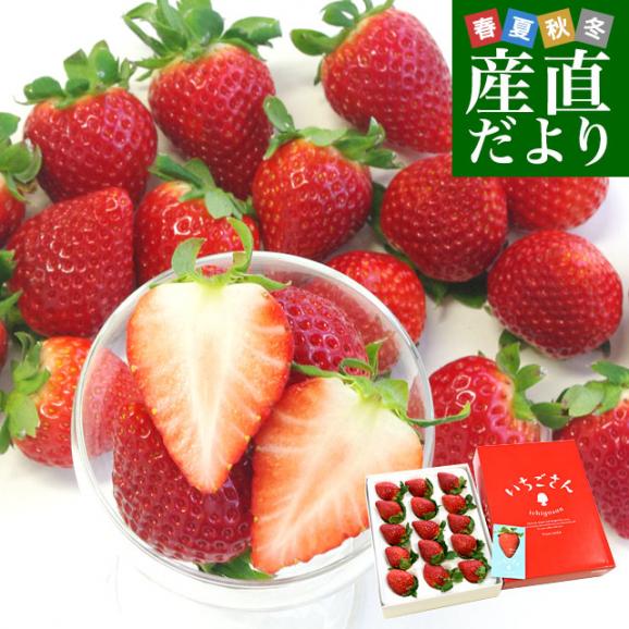 佐賀県より産地直送 JAからつ 新品種いちご いちごさん DX 450g 15粒
