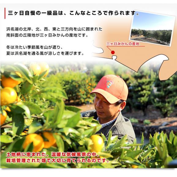 静岡県より産地直送 JAみっかび 三ケ日みかん (早生品種) 3Lサイズ 8
