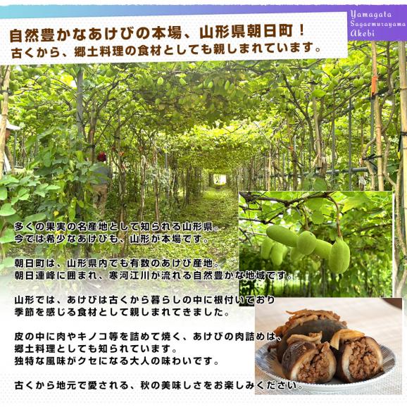 山形県 JAさがえ西村山 朝日町あけび生産組合 あけび 秀品 2LからS