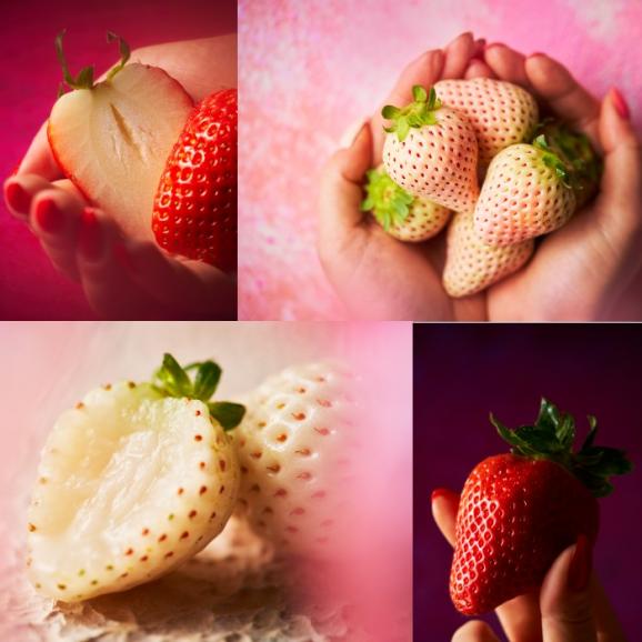 1粒約15g 希少白いちご“ゆきざくら”&“天使のいちご”&食べごろ赤いちご2