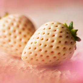 1粒約15g 希少白いちご2品種セット 天使のいちご&ゆきざくら（ホワイト