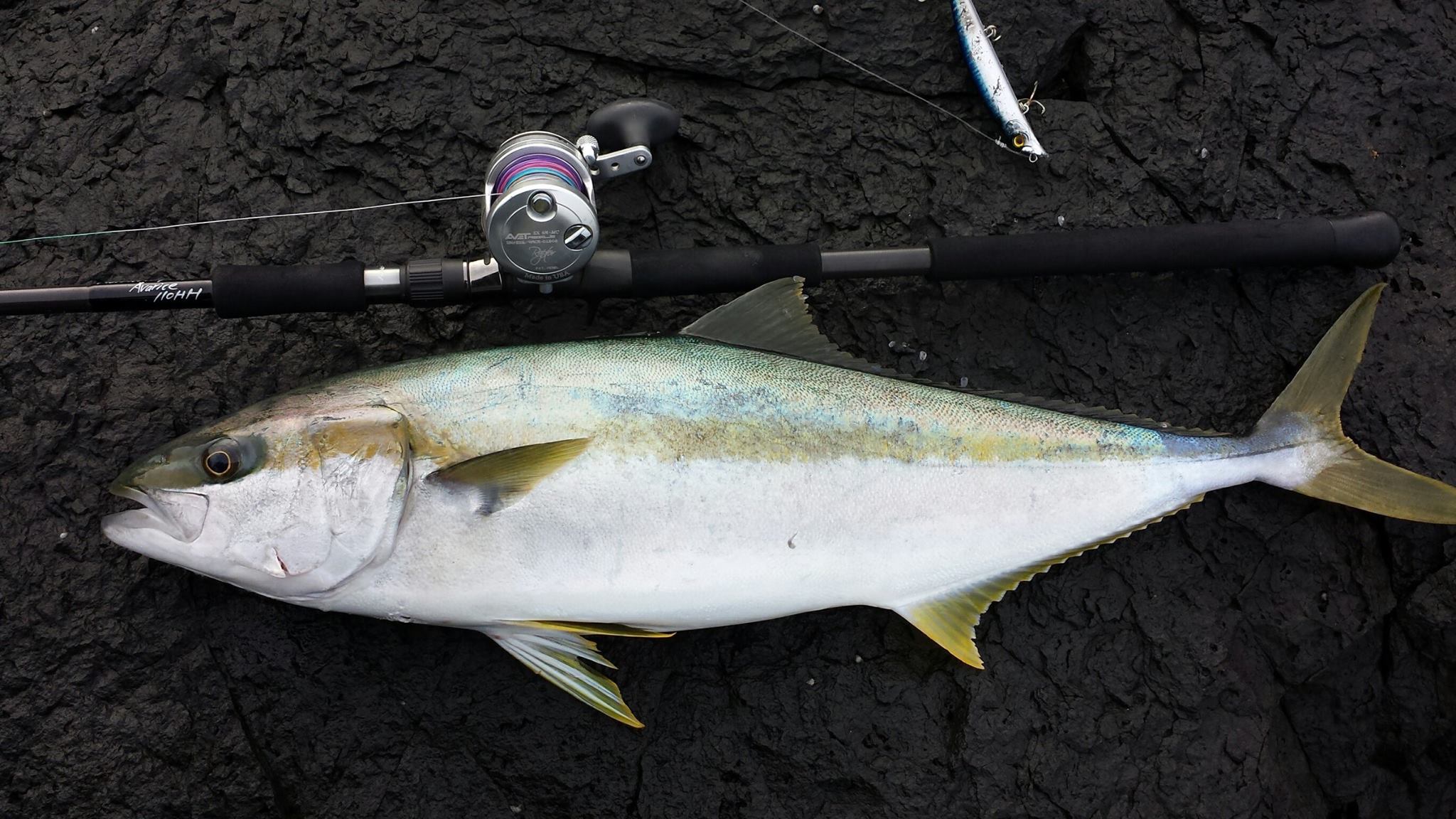 RippleFisher MonsterImpact Avarice110HH BAIT Model Blue Runner