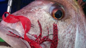 OceanArrow 65L Snapper」熊本天草マダイ＆ロックフィッシュゲーム