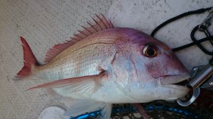 OceanArrow 65L Snapper」熊本天草マダイ＆ロックフィッシュゲーム