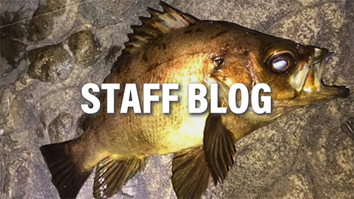 RealCrescent RC-55 | リップルフィッシャーリップルフィッシャー