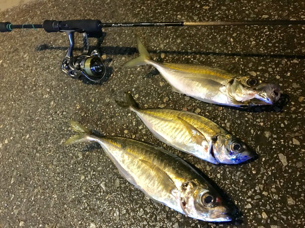 RealCrescent RC-65 メバル・プラッギングレポート | リップル