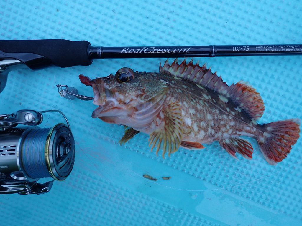 RealCrescent RC-75 カサゴ・マゴチ 釣果レポート | リップル