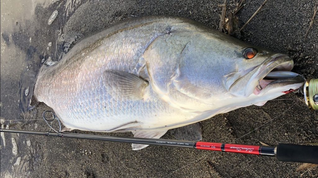 SilverStream シーバスタックルインプレッション | リップル