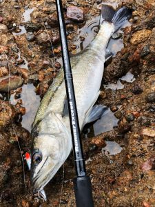 RunnerExceed 107BH Nano ライトセッティングについて | リップル