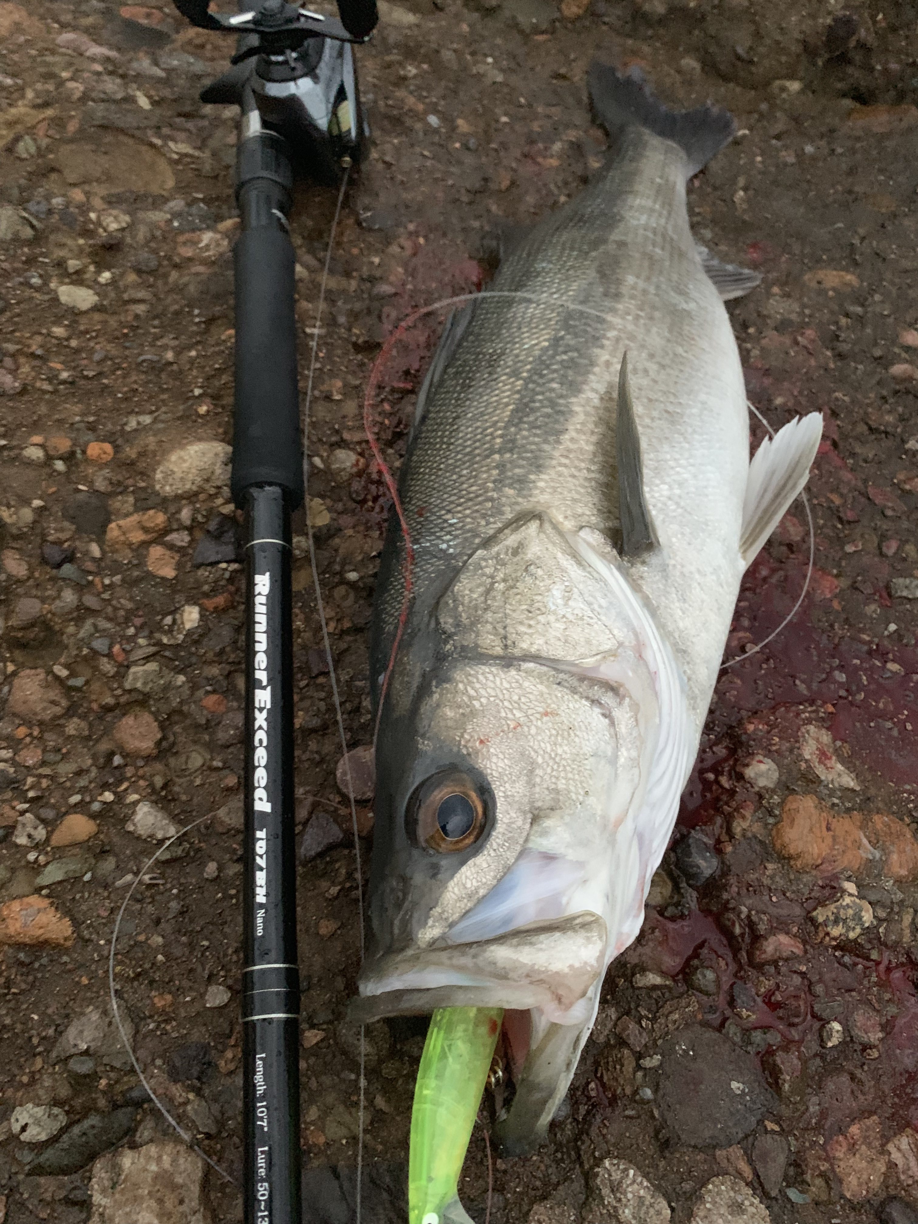 釣行レポート】MonsterImpact 110HH Bait HIRA・RunnerExceed 107BH