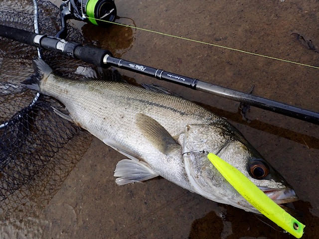 SilverStream 96 Flows Nano リバーシーバス釣行レポート | リップル