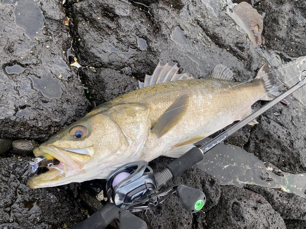 釣行レポート】ベイトタックル-ロックショアゲーム | リップル