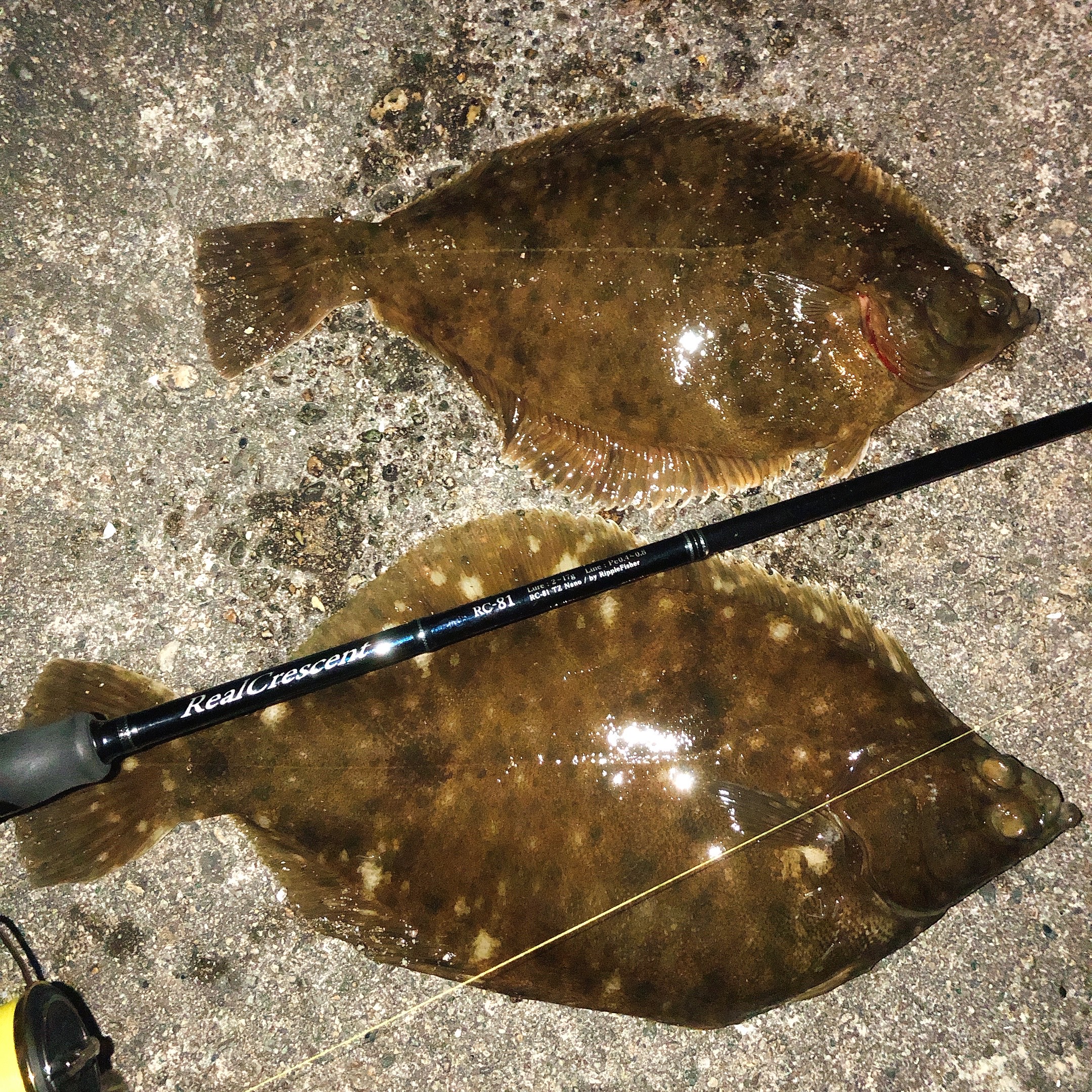 RealCrescent RC-81 カレイ・釣果報告 | リップルフィッシャーリップル