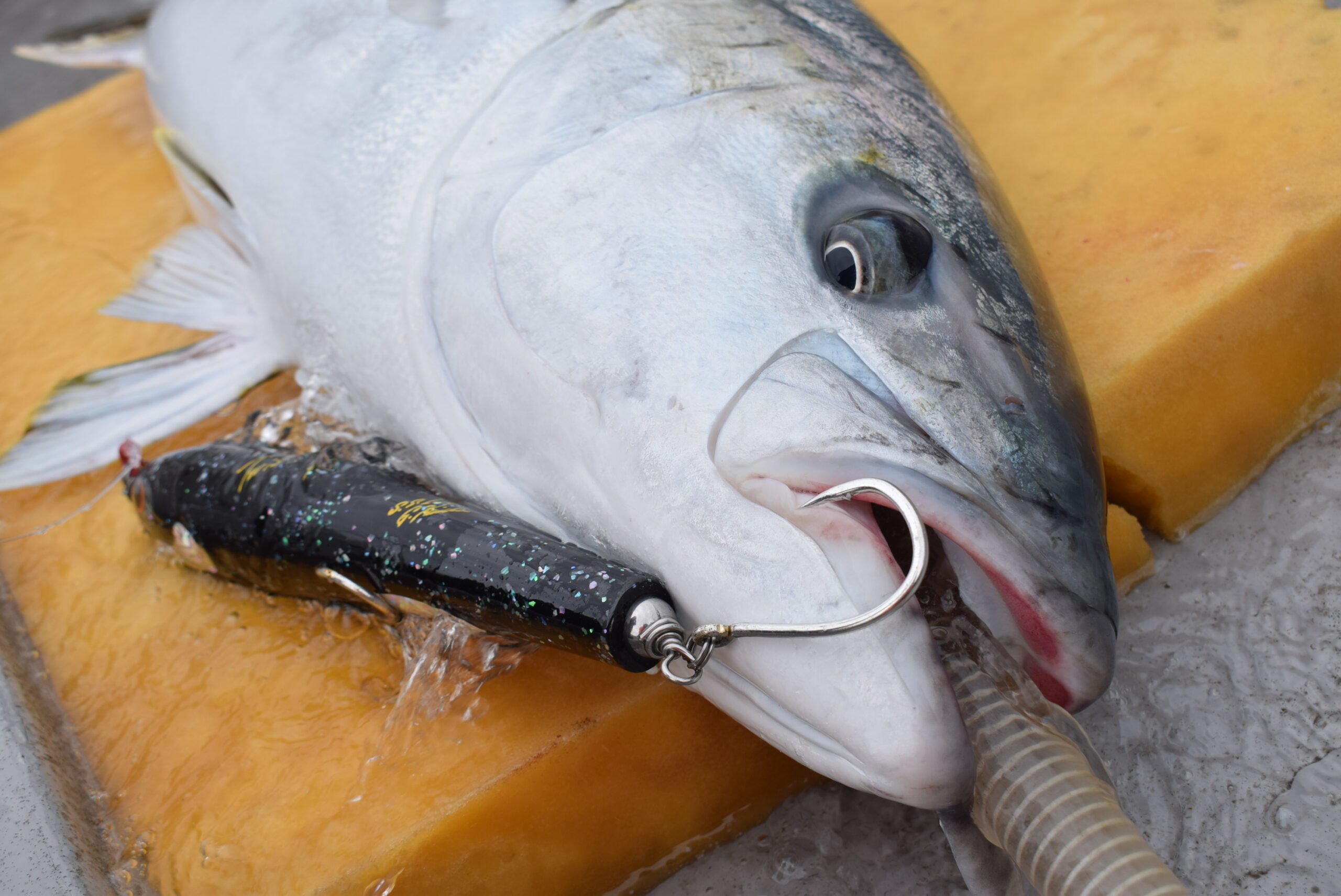 2022年 新製品紹介】Aquila MST 82-9⁺ | リップルフィッシャーリップル