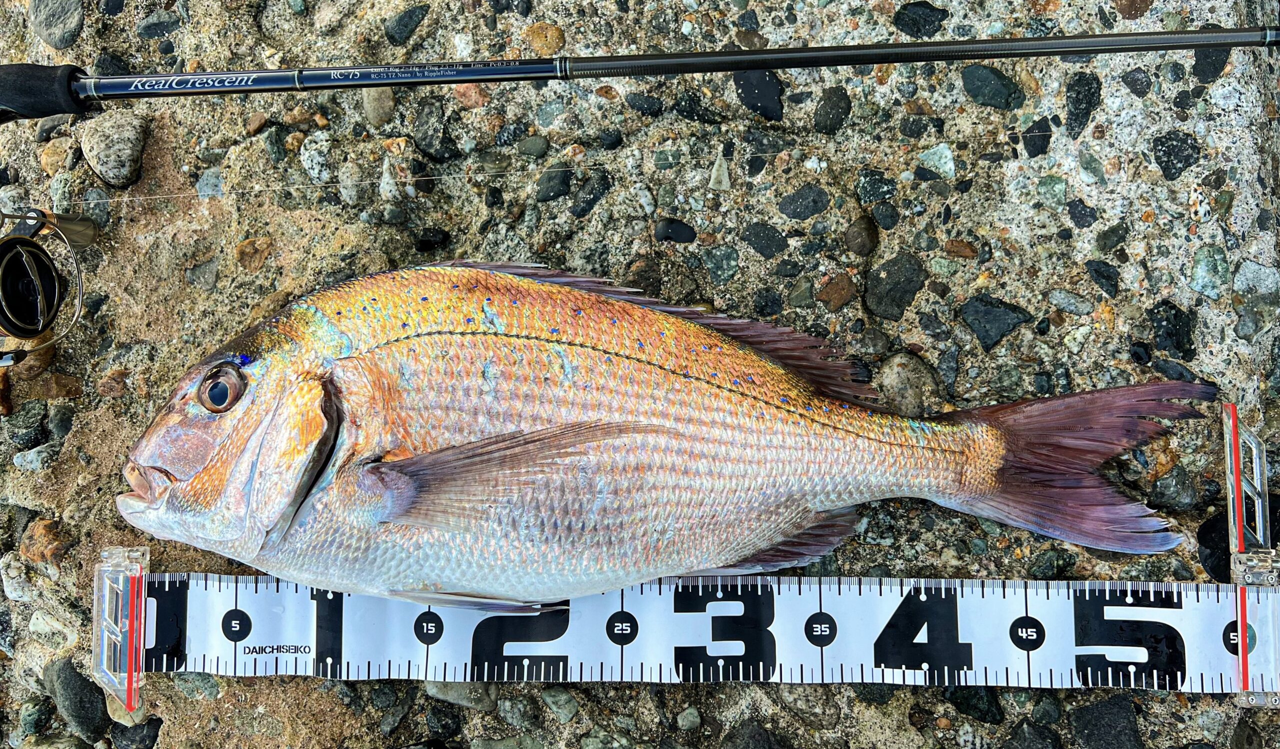 RealCrescent RC-75 ホタルイカパターン・釣果報告 | リップル