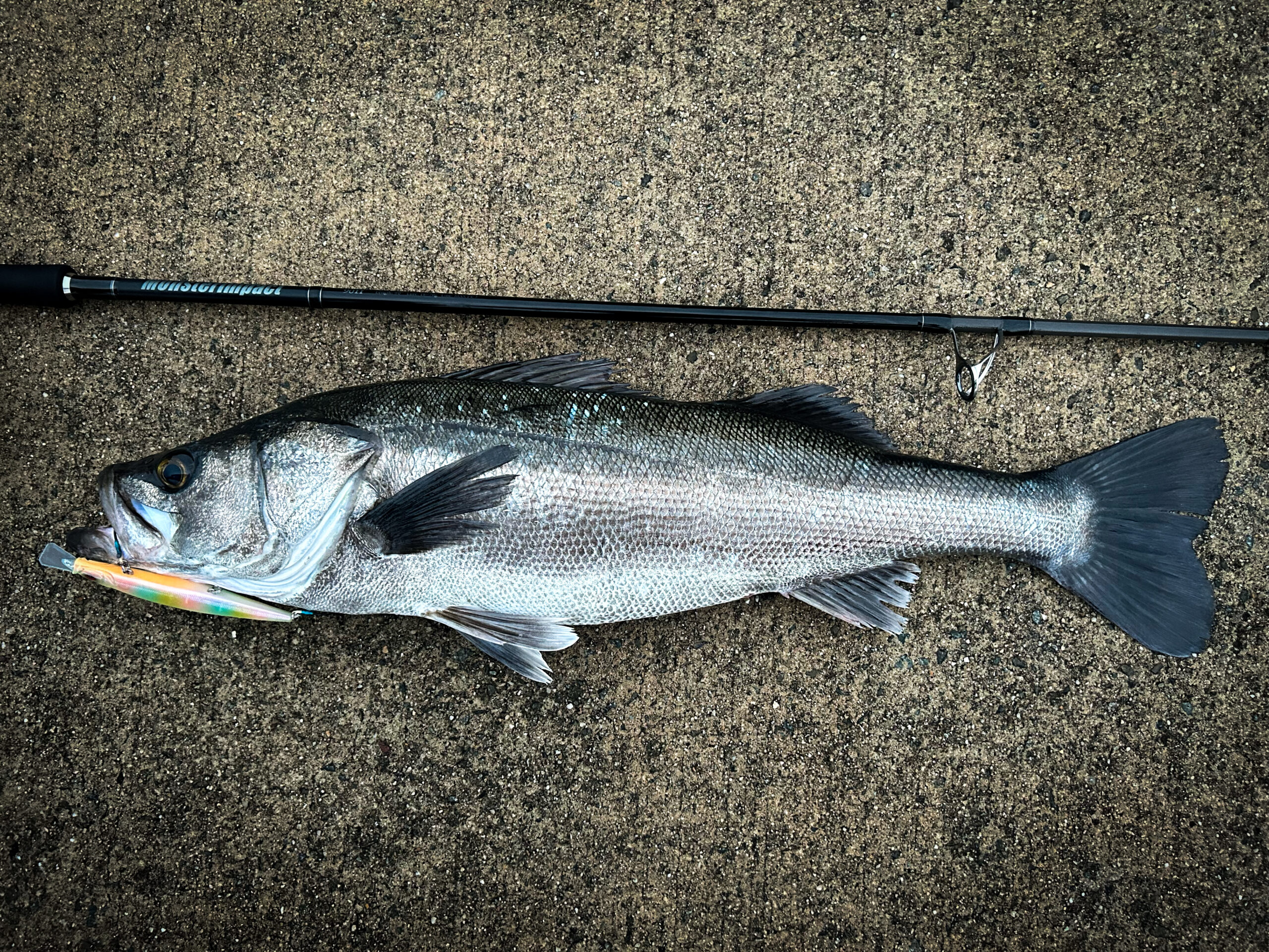 MonsterImpact 90H シーバス・釣果報告 | リップルフィッシャー