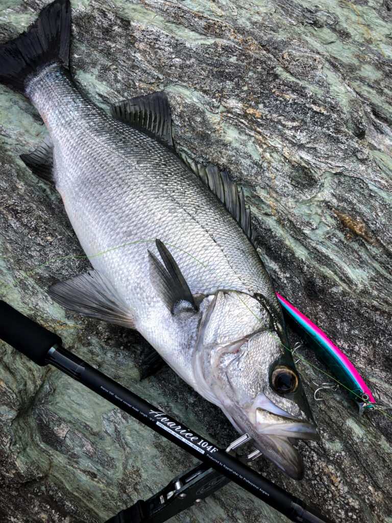 Avarice 104F 天草ヒラスズキ・釣果レポート | リップルフィッシャー