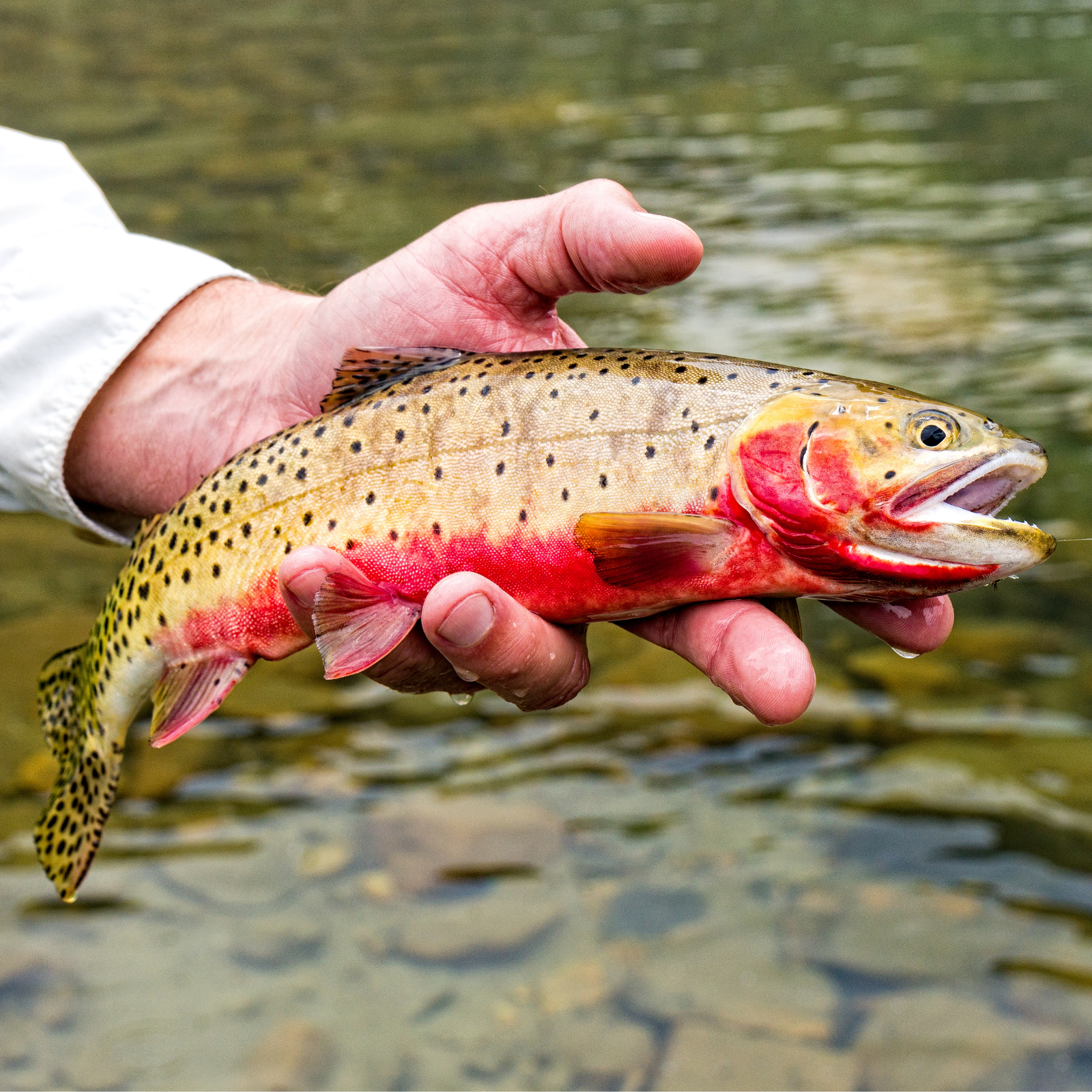 cutthroat trout caught on a