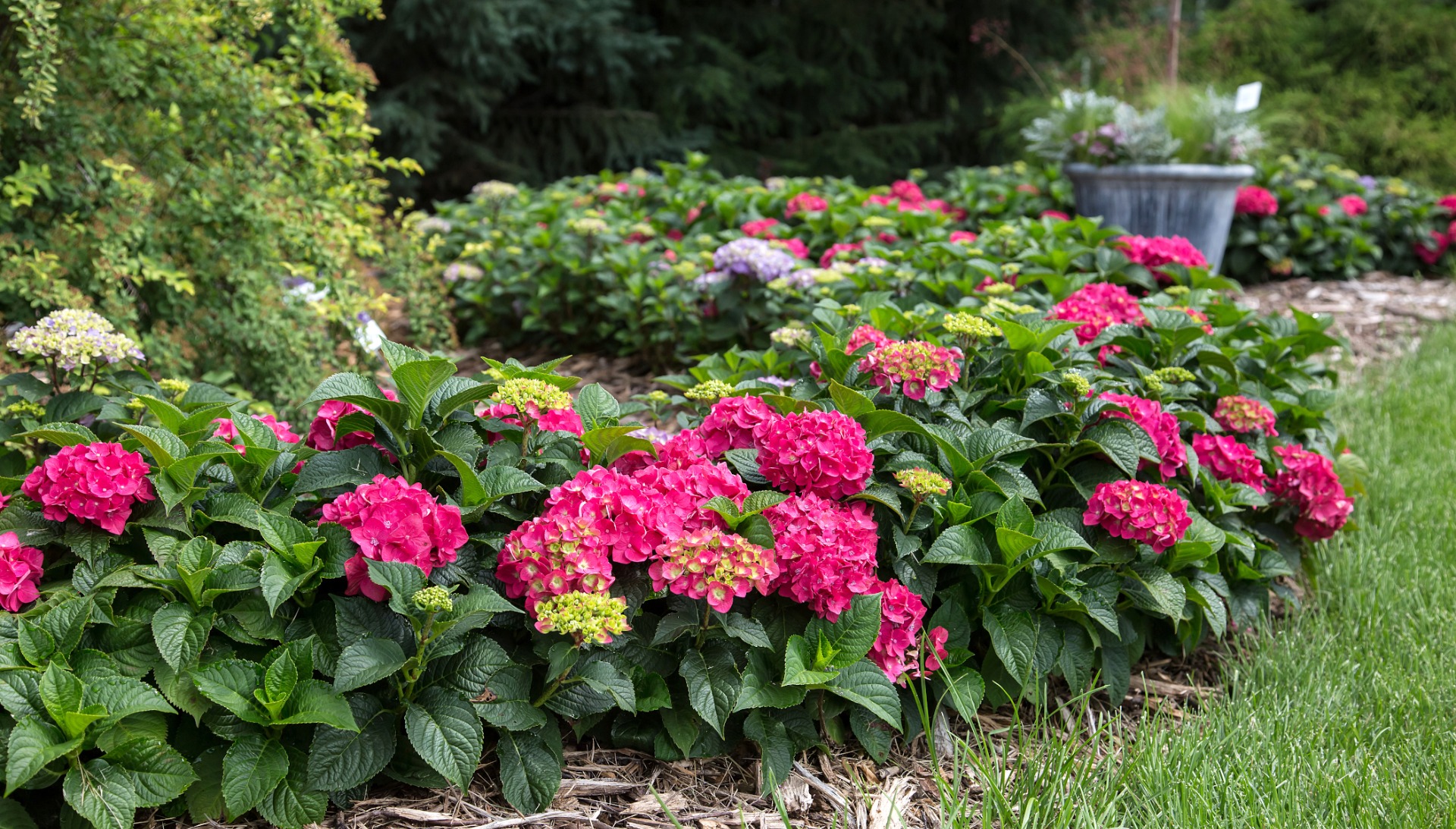 Endless Summer® Summer Crush® Hydrangea 1 pc. R66928 | Shop