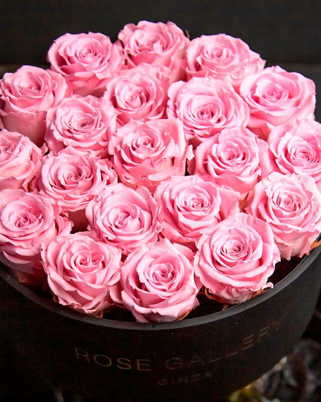 カムアップローゼス(M-N20) | ローズギャラリー銀座 オンラインショップ