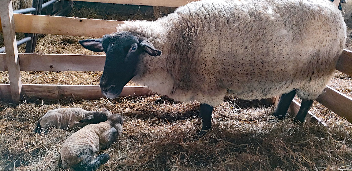 ひつじの出産始まりました。3月の土日限定でひつじのあかちゃん見学