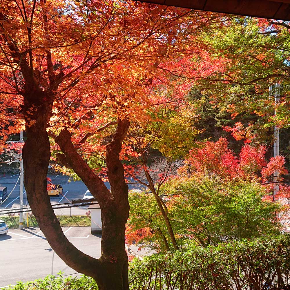 2019龍河洞紅葉 | 国指定史蹟天然記念物 龍河洞