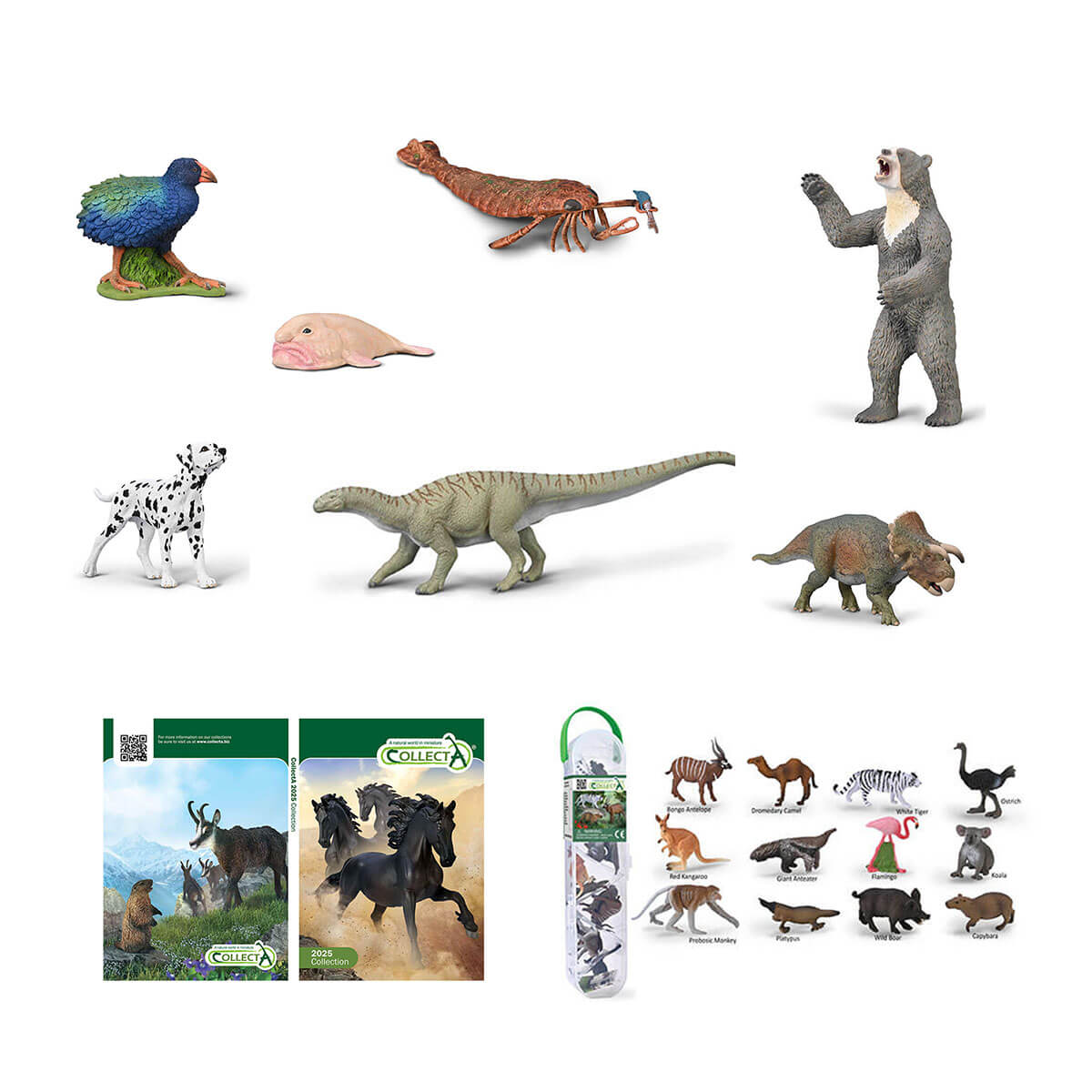 collectA 2025年NEW入荷しました！（2025.3.25）