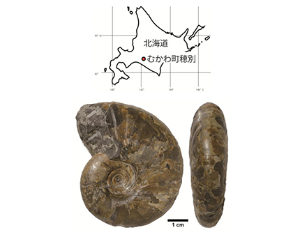 北海道で新種アンモナイトを確認 | Science Portal - 科学技術の最新